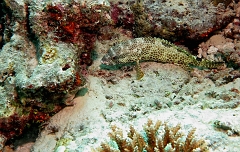 Velidhu - 2013_03_10 - IMG_0391rf_Merou tapis - Epinephelus macrospilos_Galagili west_Plongee